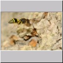 F-Ancistrocerus sp w09 beim Nestbau-Lehm wird im Rueckwaertsflug weggeschafft.jpg